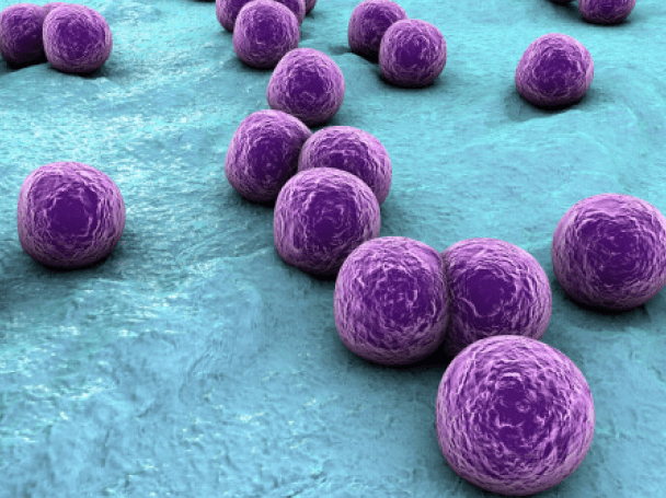Staphylococcus aureus (ATCC 6538P)