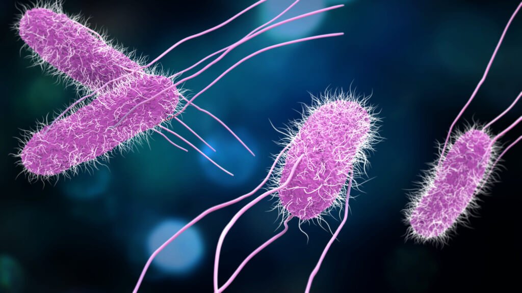 Image of Salmonella Enterica