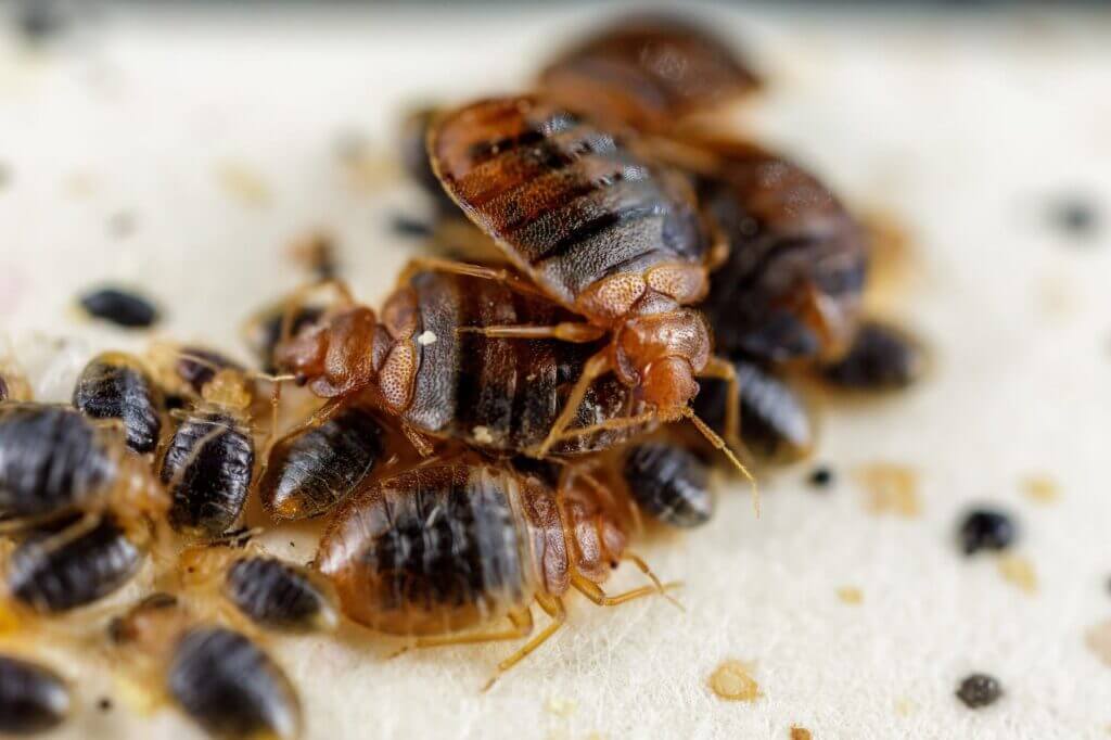 bed bugs image