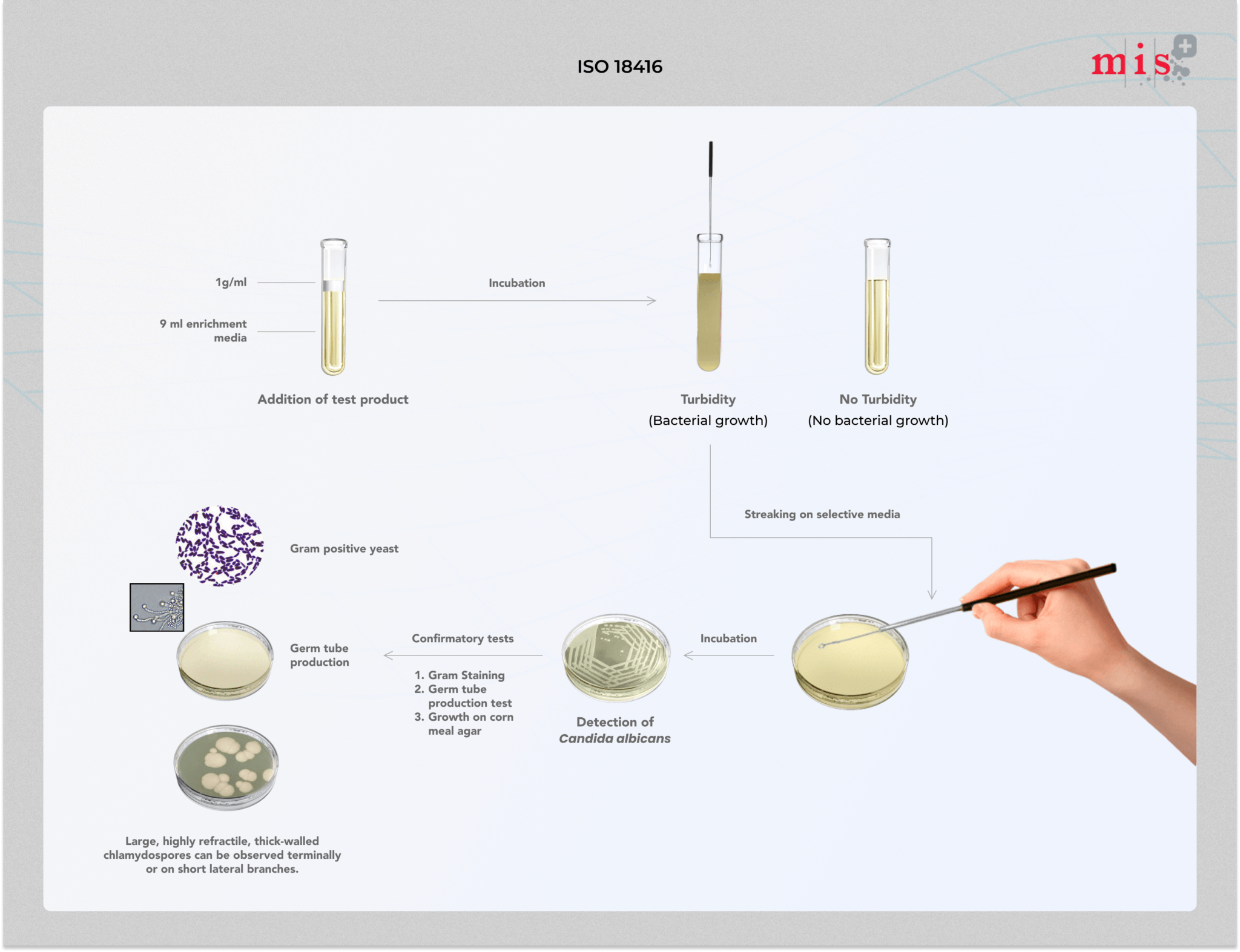 ISO 18416 Testing Candida albicans Detection in Cosmetics