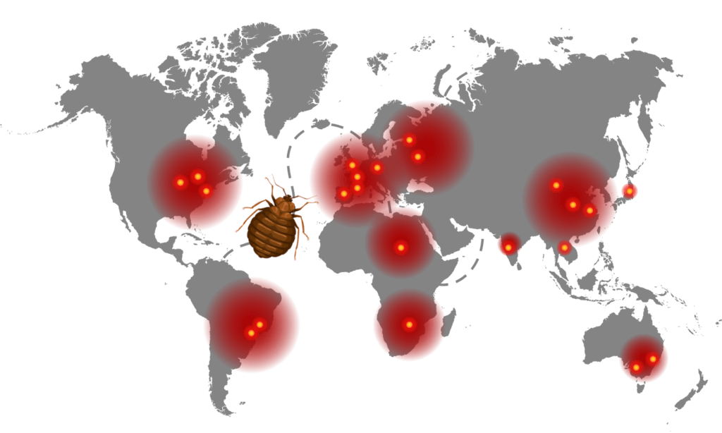 Bed bug infestations