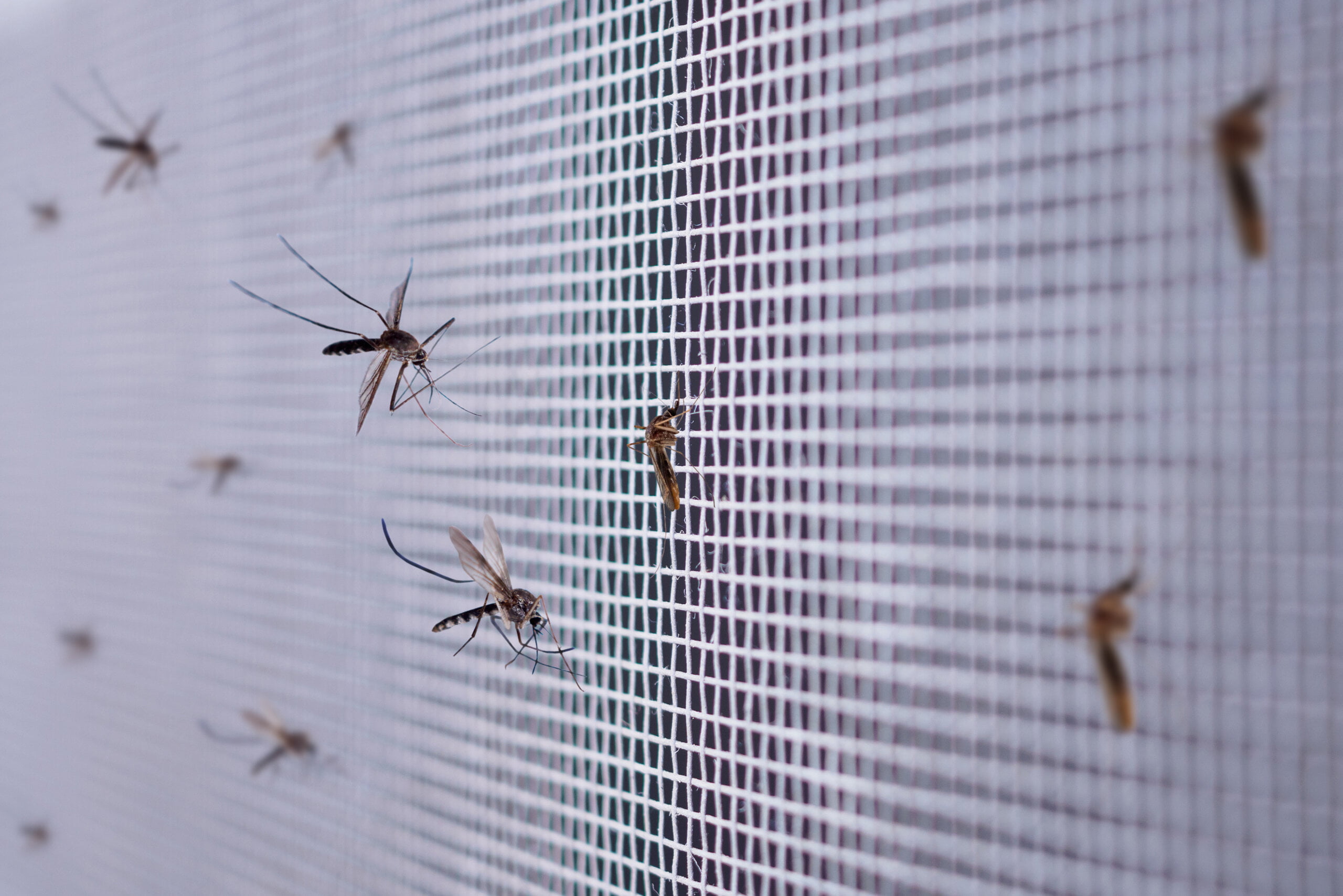 Mosquito repellent textile testing