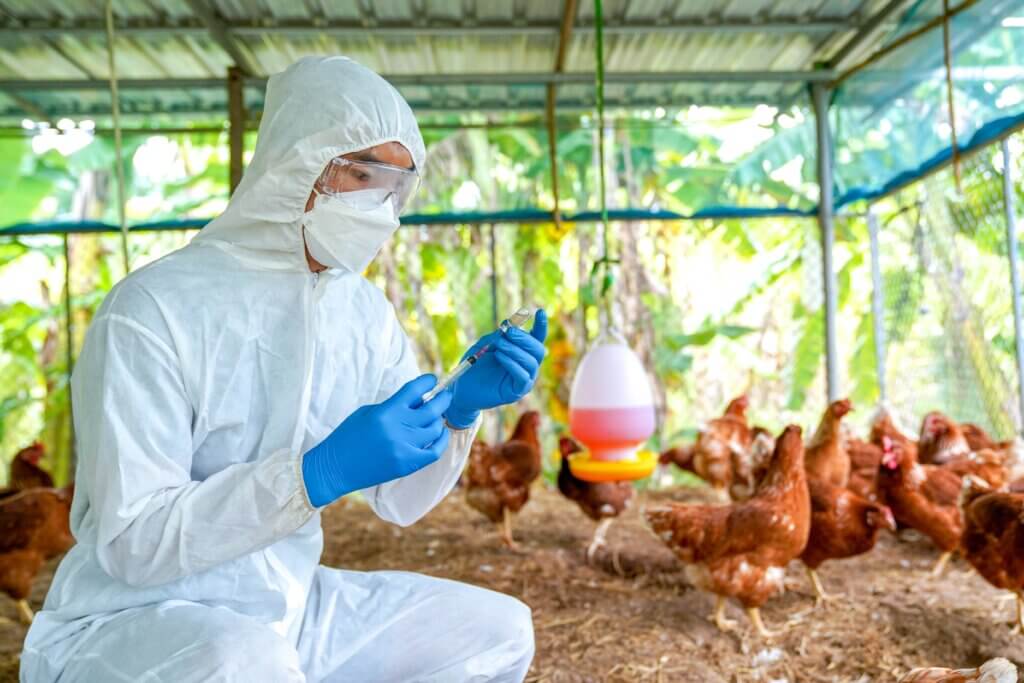 H5N1 avian flu infected birds being treated in Texas