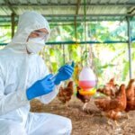 H5N1 avian flu infected birds being treated in Texas
