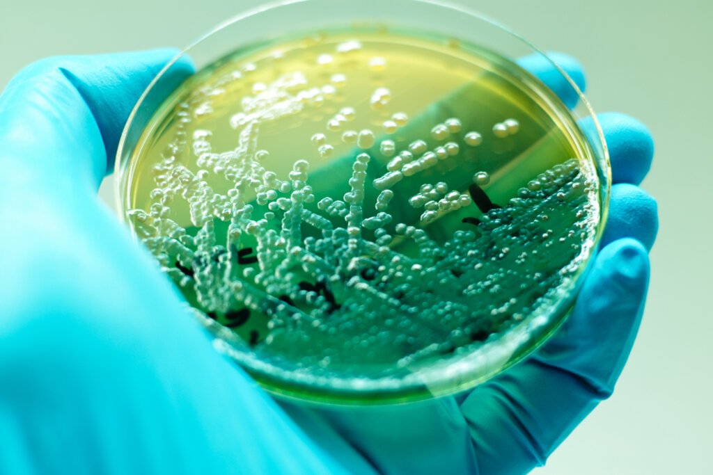 Bacterial Endotoxin Testing