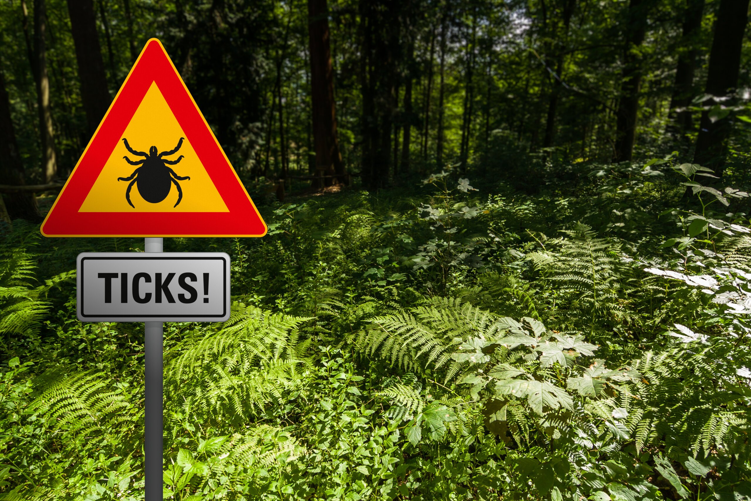 Ticks, Temperature, and Terrain: How Climate Change Influences Lyme Disease in Europe