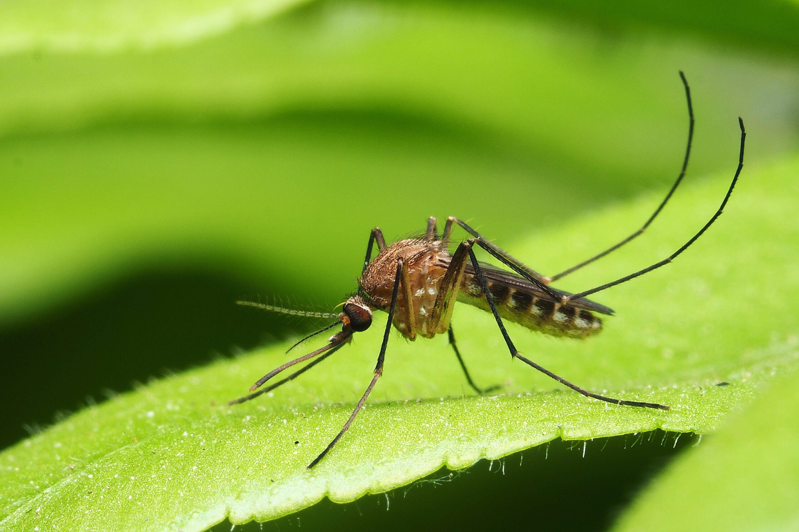 How Climate Change is Affecting Mosquito and Bedbug Populations Globally