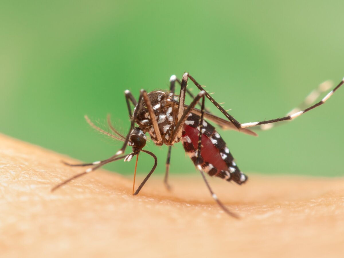 Ekonomikong Epekto ng Pest Infestation sa Ari-arian at Negosyo