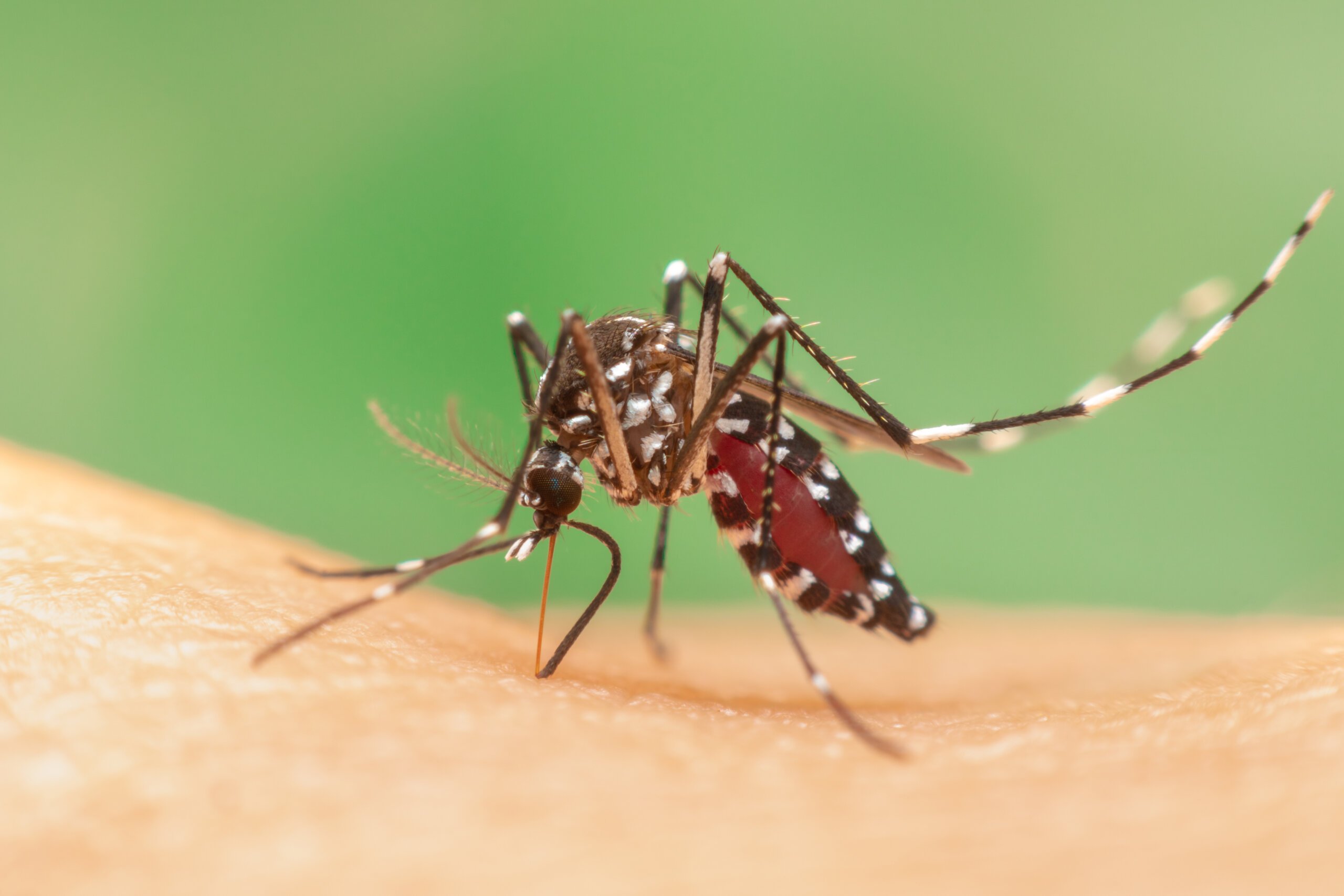 Economic Impact of Mosquitoes and Bedbugs on Businesses and Homes