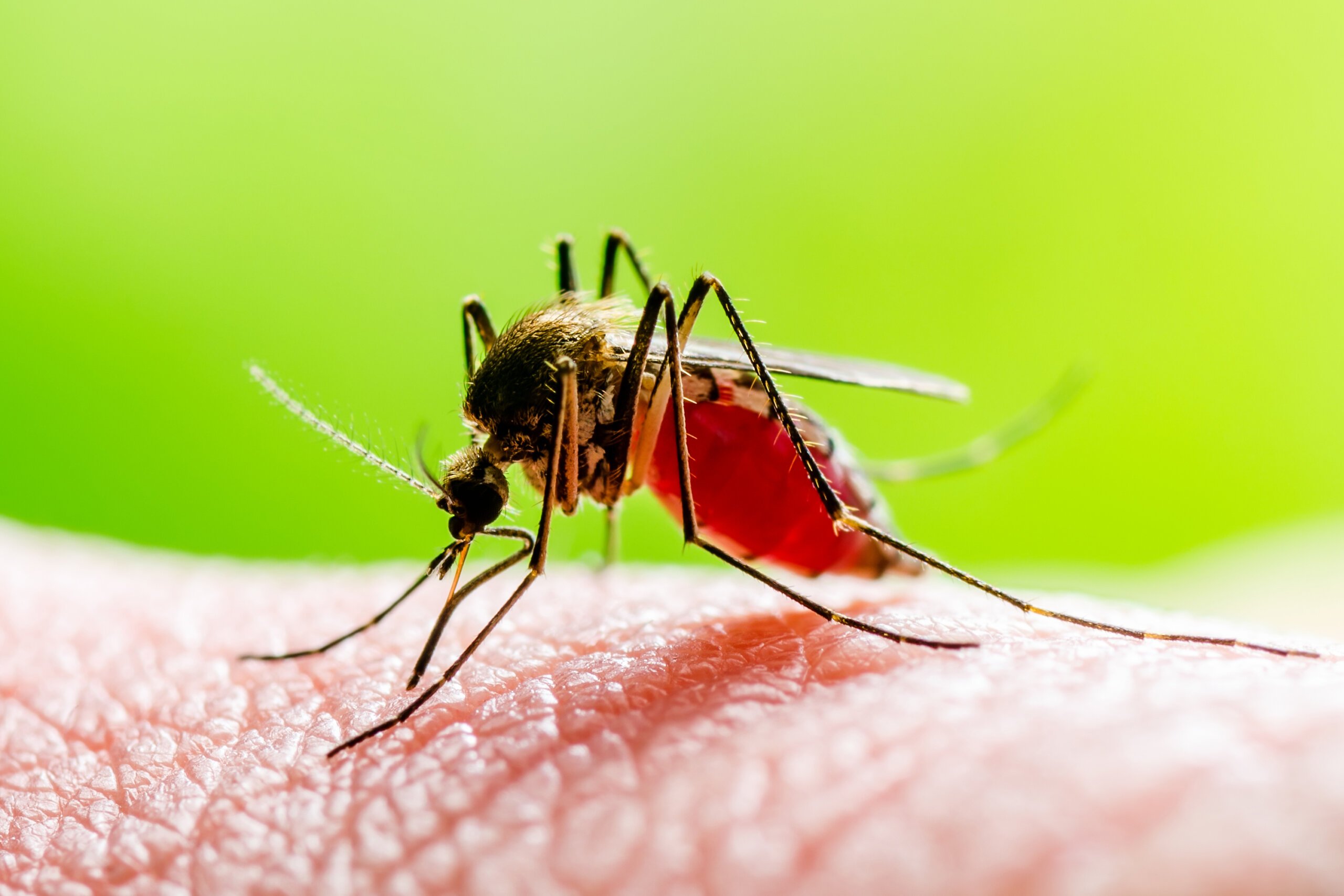 Advancing Mosquito Control: The Importance of Targeted Efficacy Testing