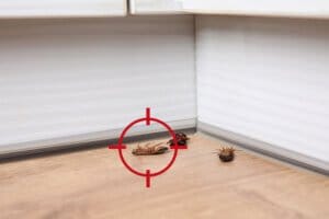Health Risks Associated with Cockroaches and How to Mitigate Them