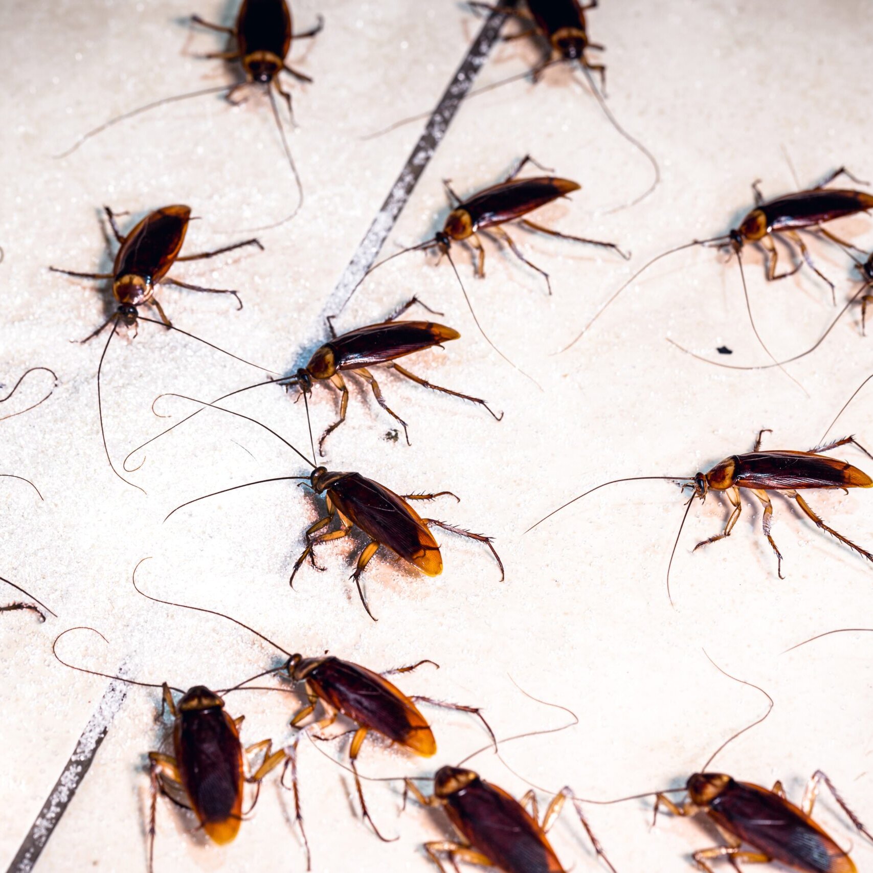 Does Tea Tree Oil Repel Cockroaches: Effective Natural Pest Control?