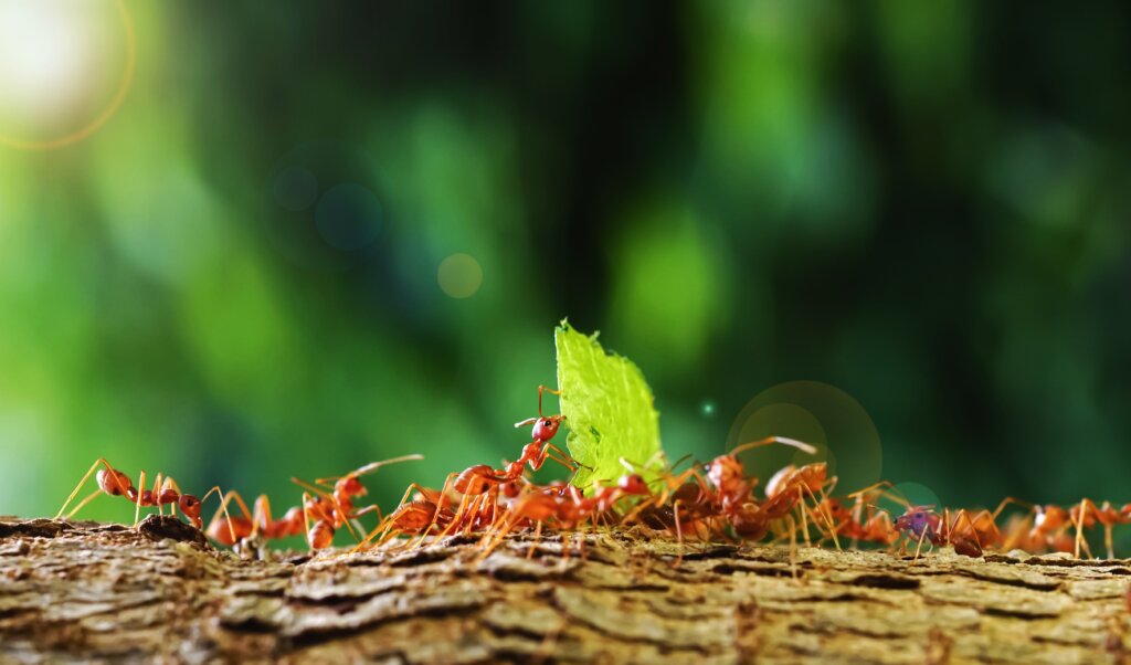 Innovative Application Techniques for Ant Biocides in Field Testing