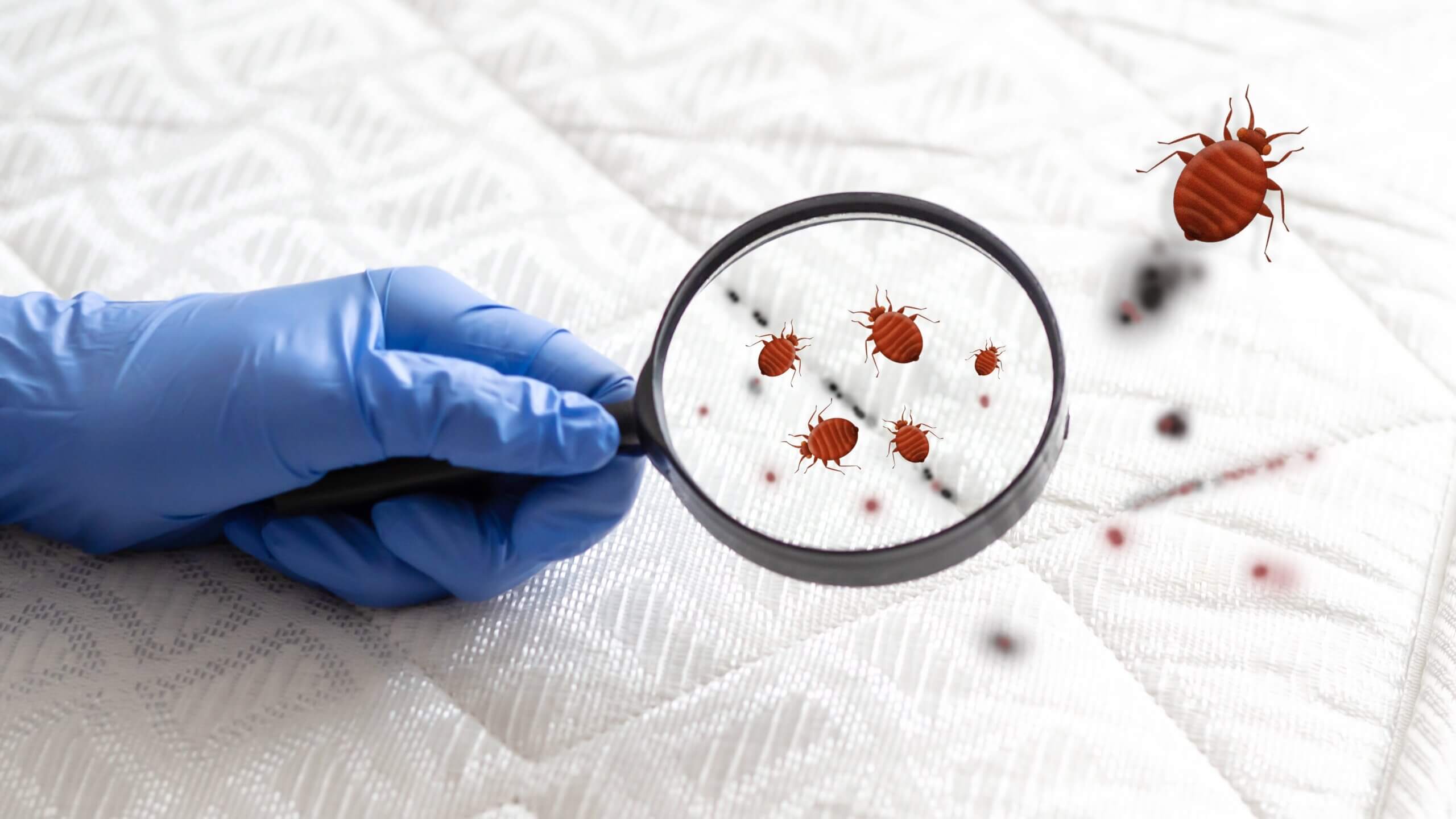 Advancements in Biocide Testing Methods for Bed Bug Control