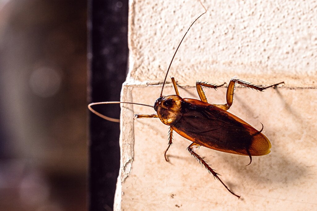 How to Prepare Your Home for a Cockroach Treatment: A Step-by-Step Guide