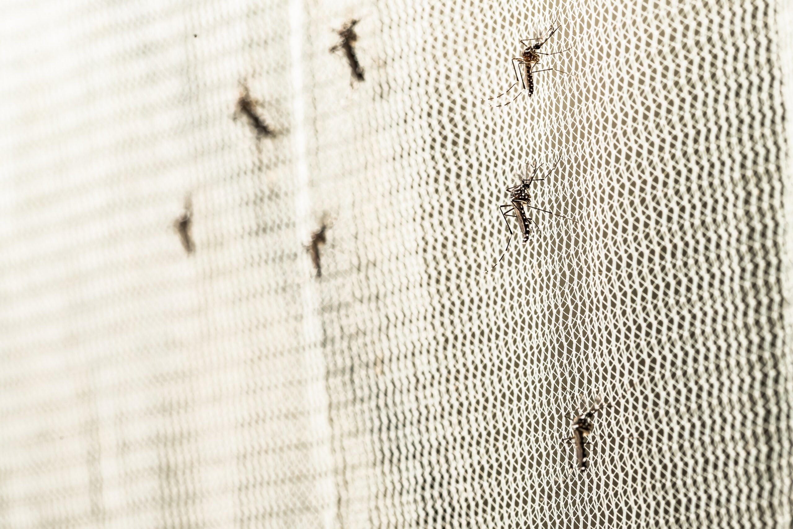 Overcoming Mosquito Biocide Resistance: The Role of Efficacy Testing