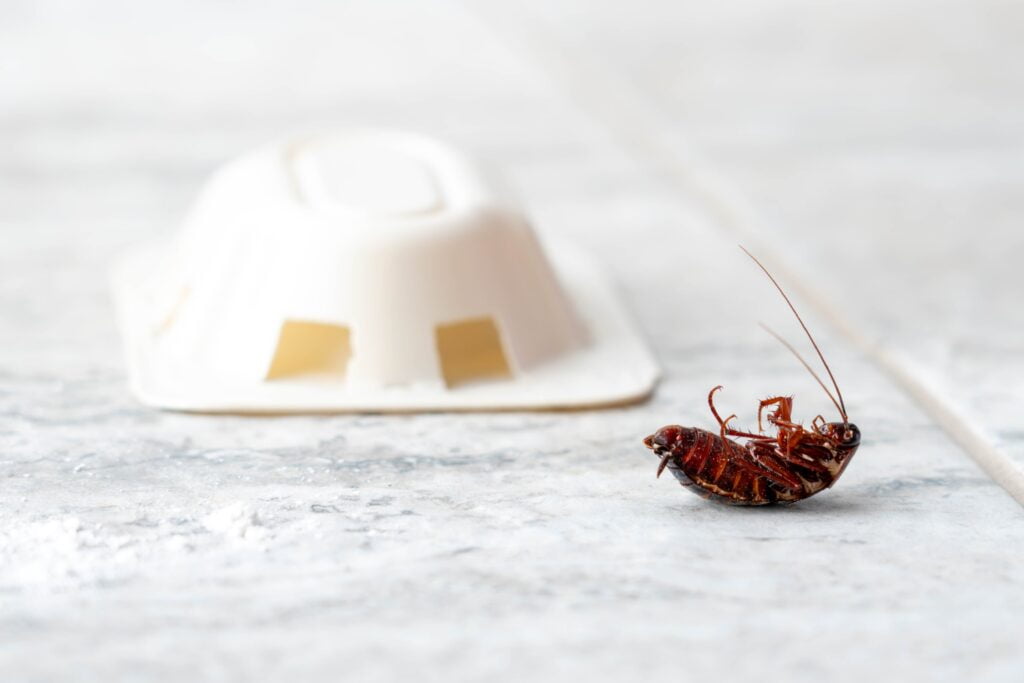 Professional vs DIY Cockroach Control: Pros and Cons