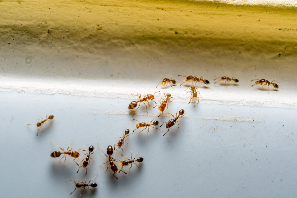 The Science of Ant Behavior: How Understanding Ant Ecology Can Improve Biocide Efficacy