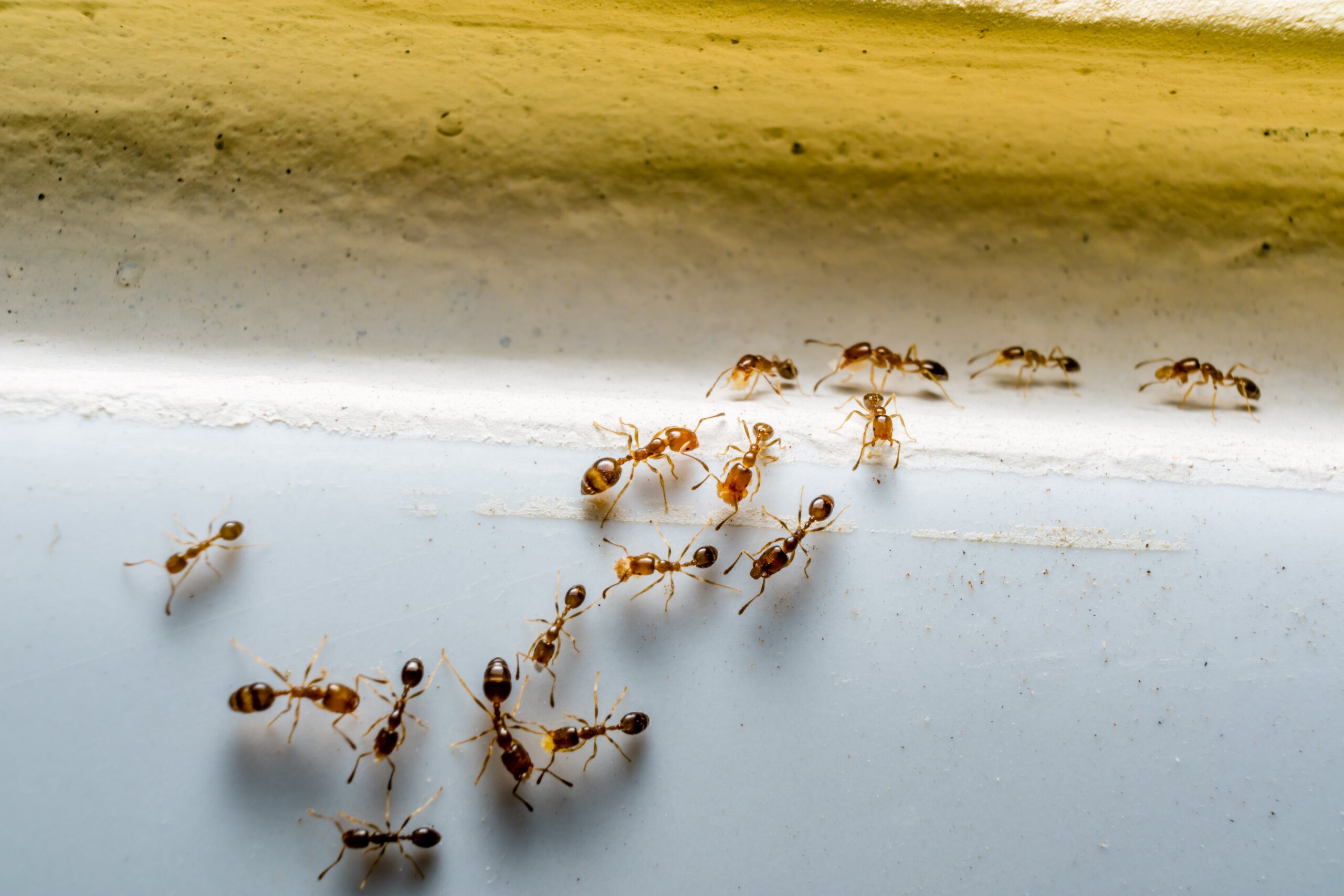 The Science of Ant Behavior: How Understanding Ant Ecology Can Improve Biocide Efficacy