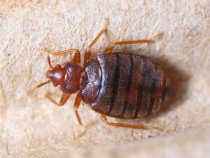 Why Don’t Bed Bugs Transmit Diseases?