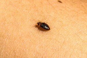Field Testing of Bedbug Biocides: Essential Setup and Execution Tips