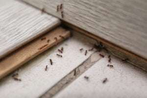 Latest Trends in Ant Biocide Development and Testing
