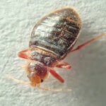 How to Conduct a Bed Bugs Inspection in Your Home