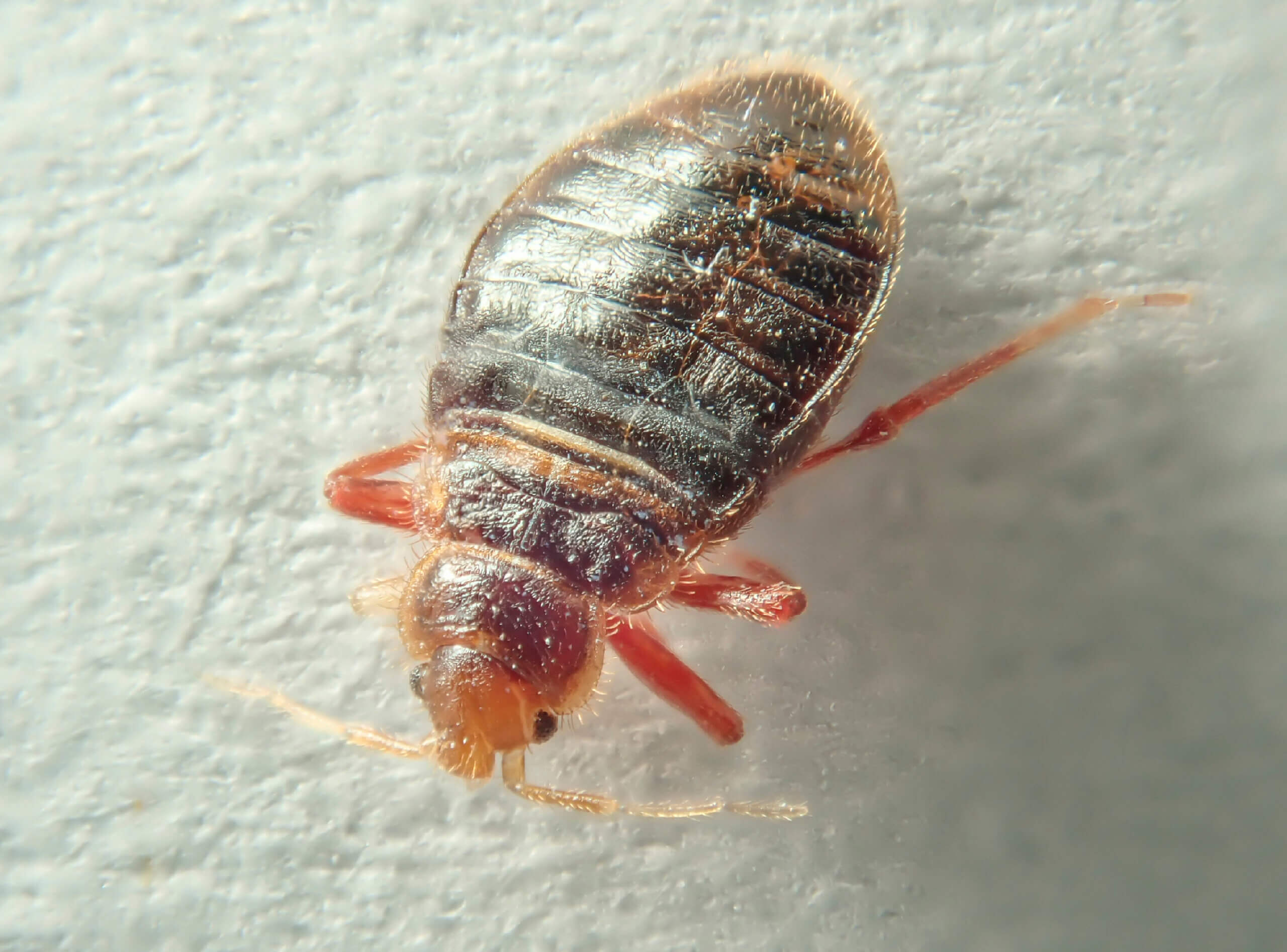 How to Conduct a Bed Bugs Inspection in Your Home