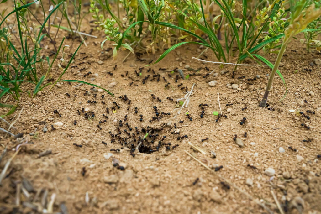 Challenges in Field Testing of Ant Biocides and How to Overcome Them