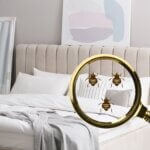 Best practices for Detecting Bed Bugs in Hotels
