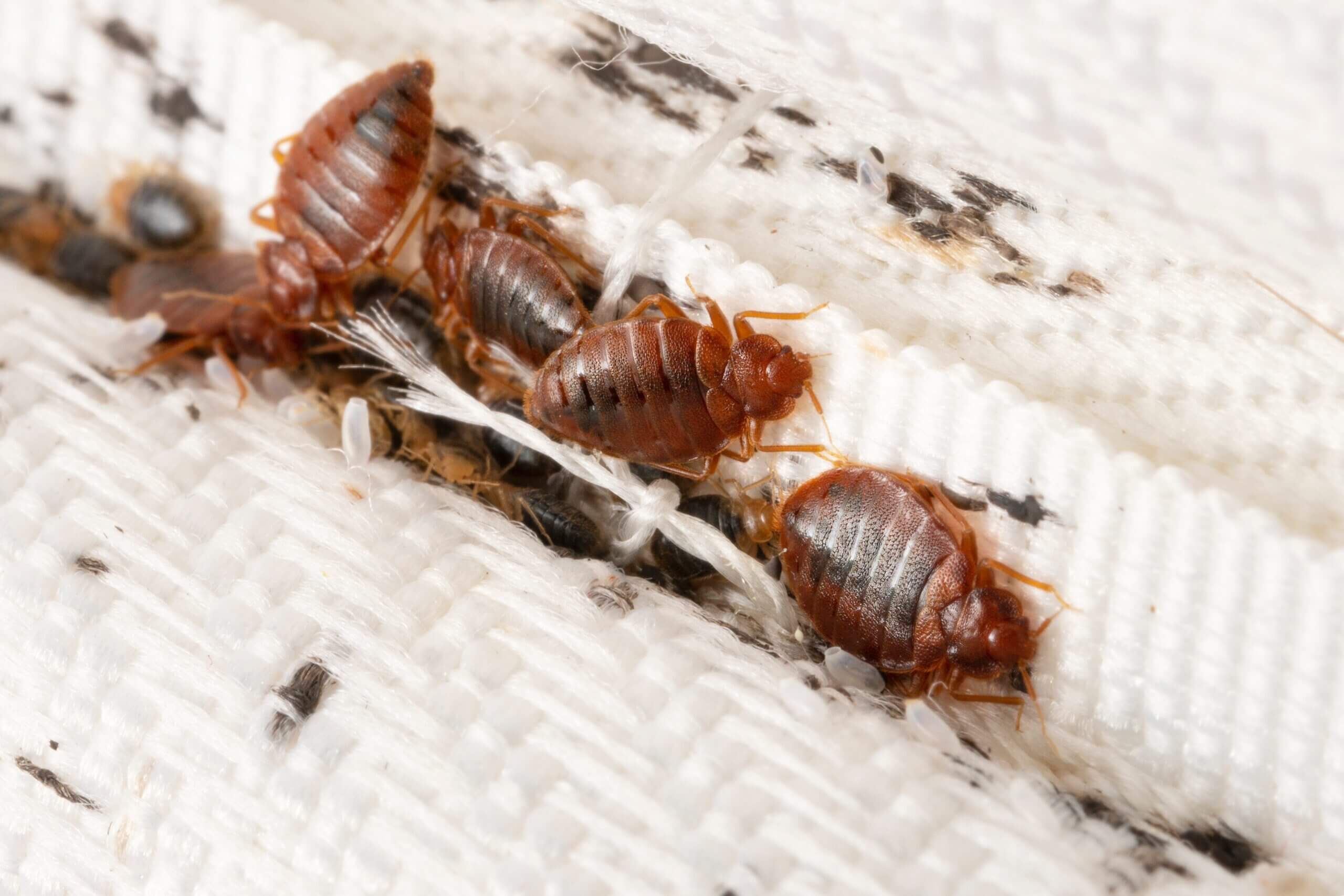 The Importance of Reproducibility in Field Testing of Bed Bug Biocides