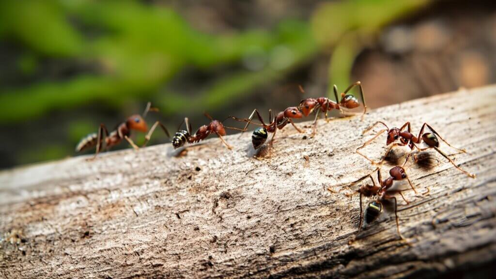 Mitigating Environmental Impact During Ant Biocide Field Testing