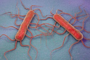 Understanding Listeria Management: Basics and Beyond
