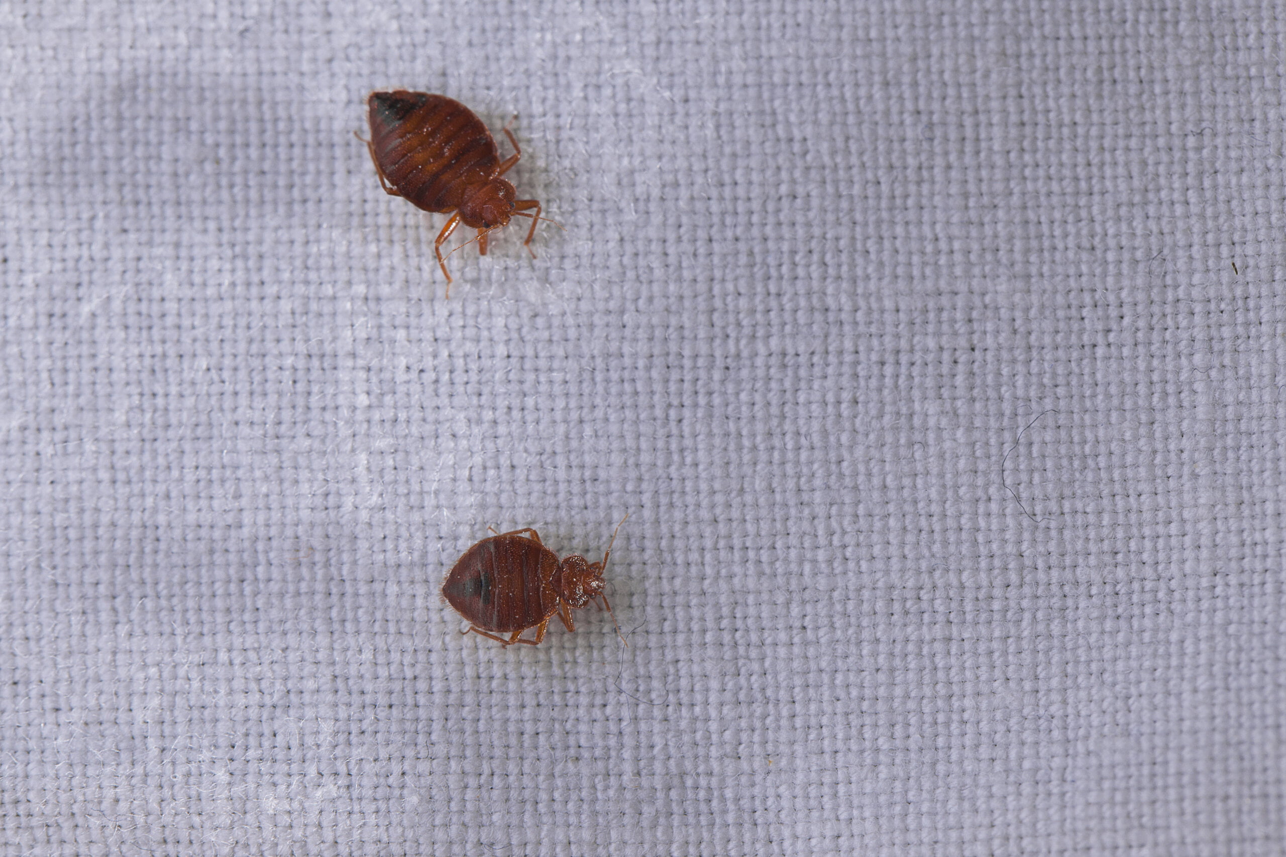 Collating and Analyzing Data from Bed Bug Field Tests: Tips for Drawing Meaningful Conclusions about Biocide Efficacy