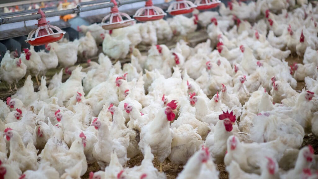 Standard Methods to Test Disinfectant Efficacy Against Poultry Viruses