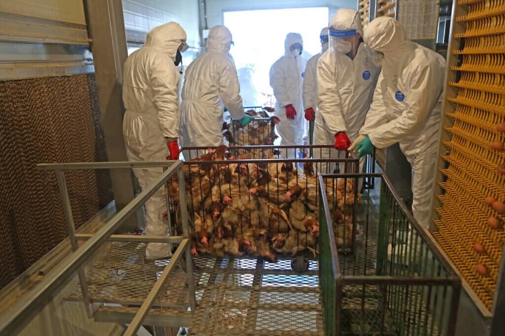 Bird flu in Mexico: Current Situation