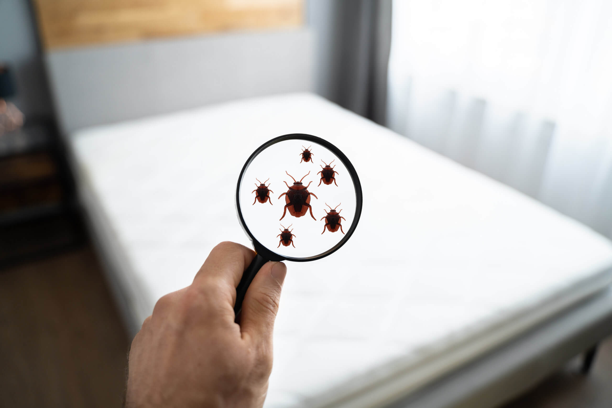 How Often Should You Conduct Bedbug Inspection in Hotels?