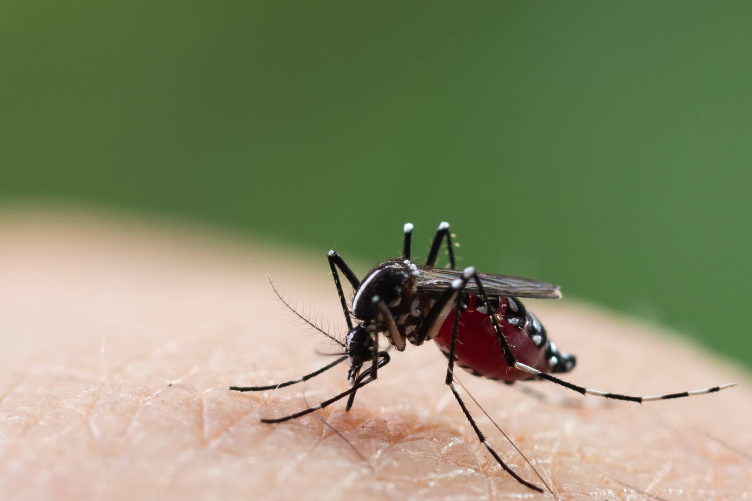 Effective Strategies for Aedes Mosquito Control