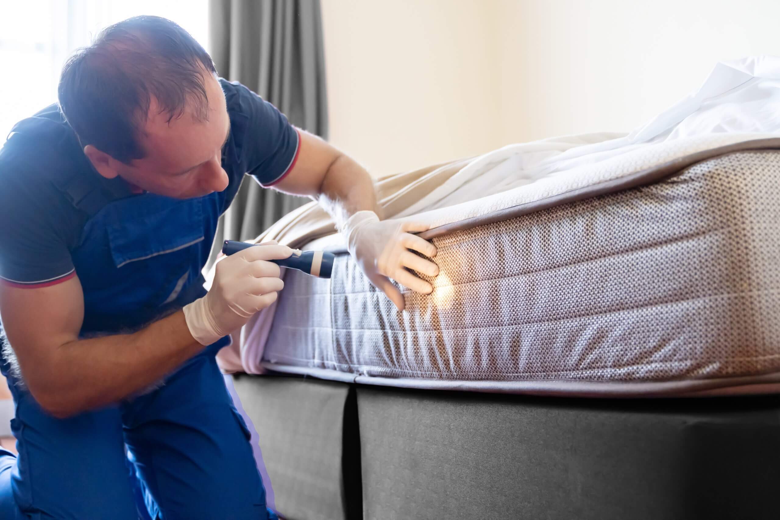 Cheap and effective methods to kill bed bugs