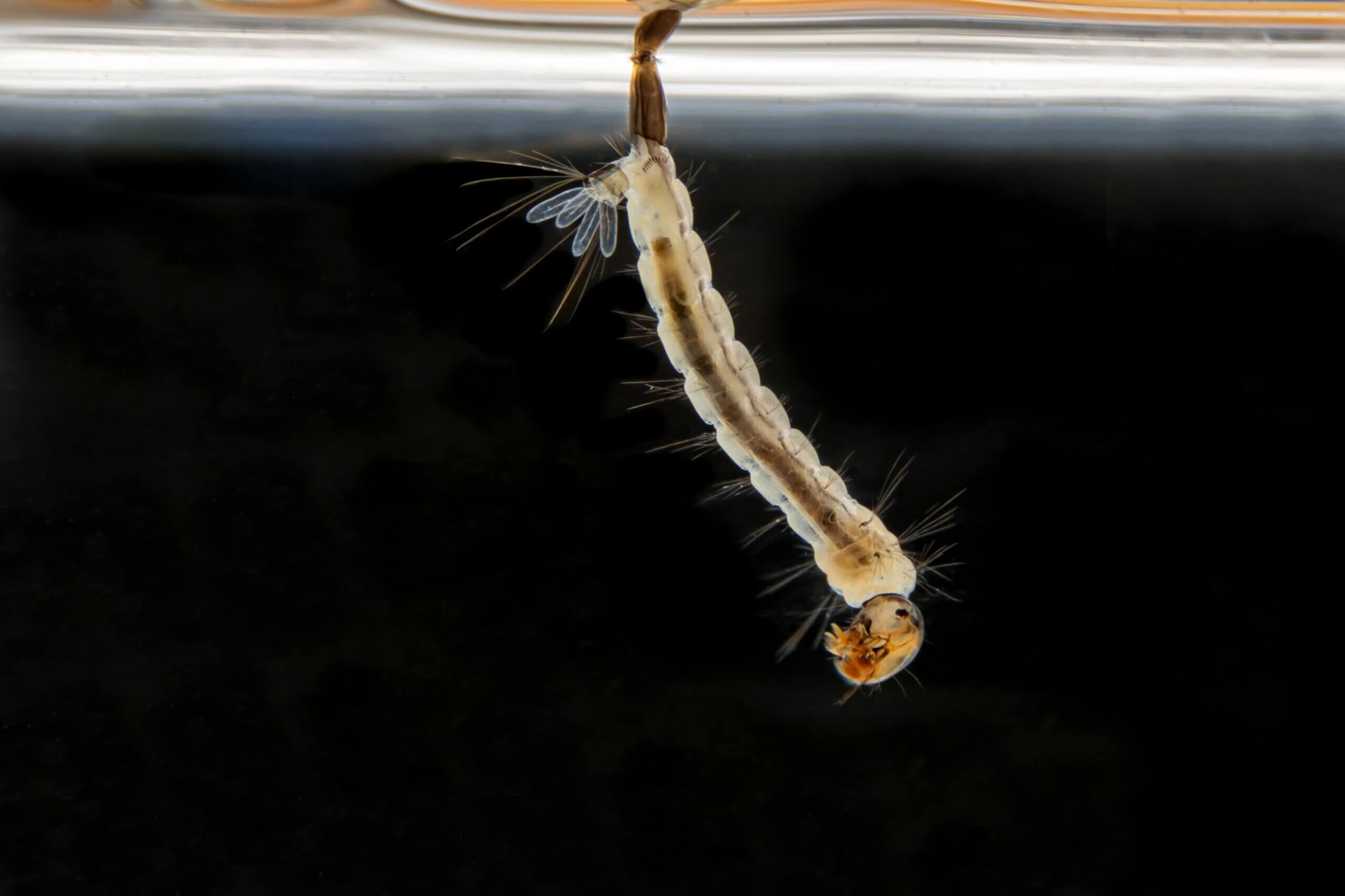 Life Cycle of Aedes aegypti