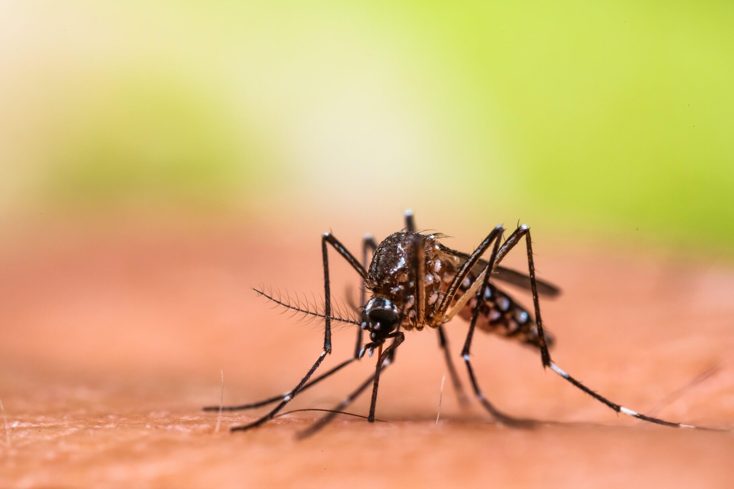 Why Cities are at Higher Risk for Dengue Outbreak?