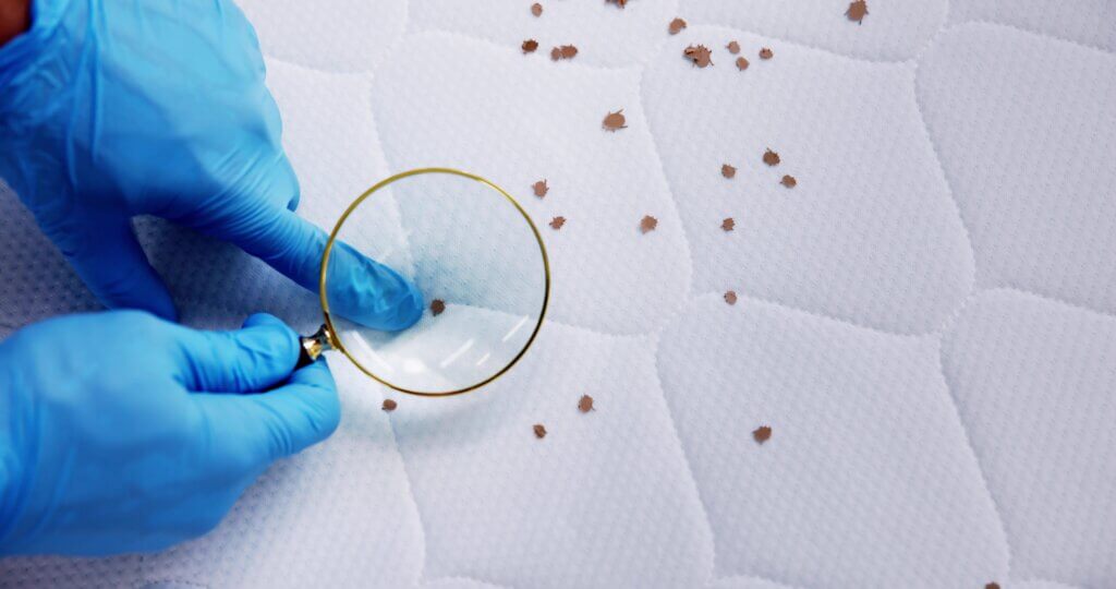 Costs Involved in Professional Bed Bugs Detection and Extermination