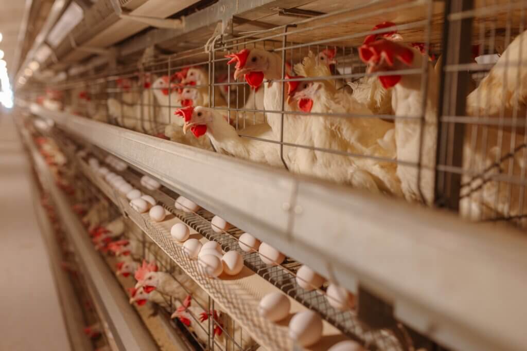 Assessing the Risk Level of Bird Flu