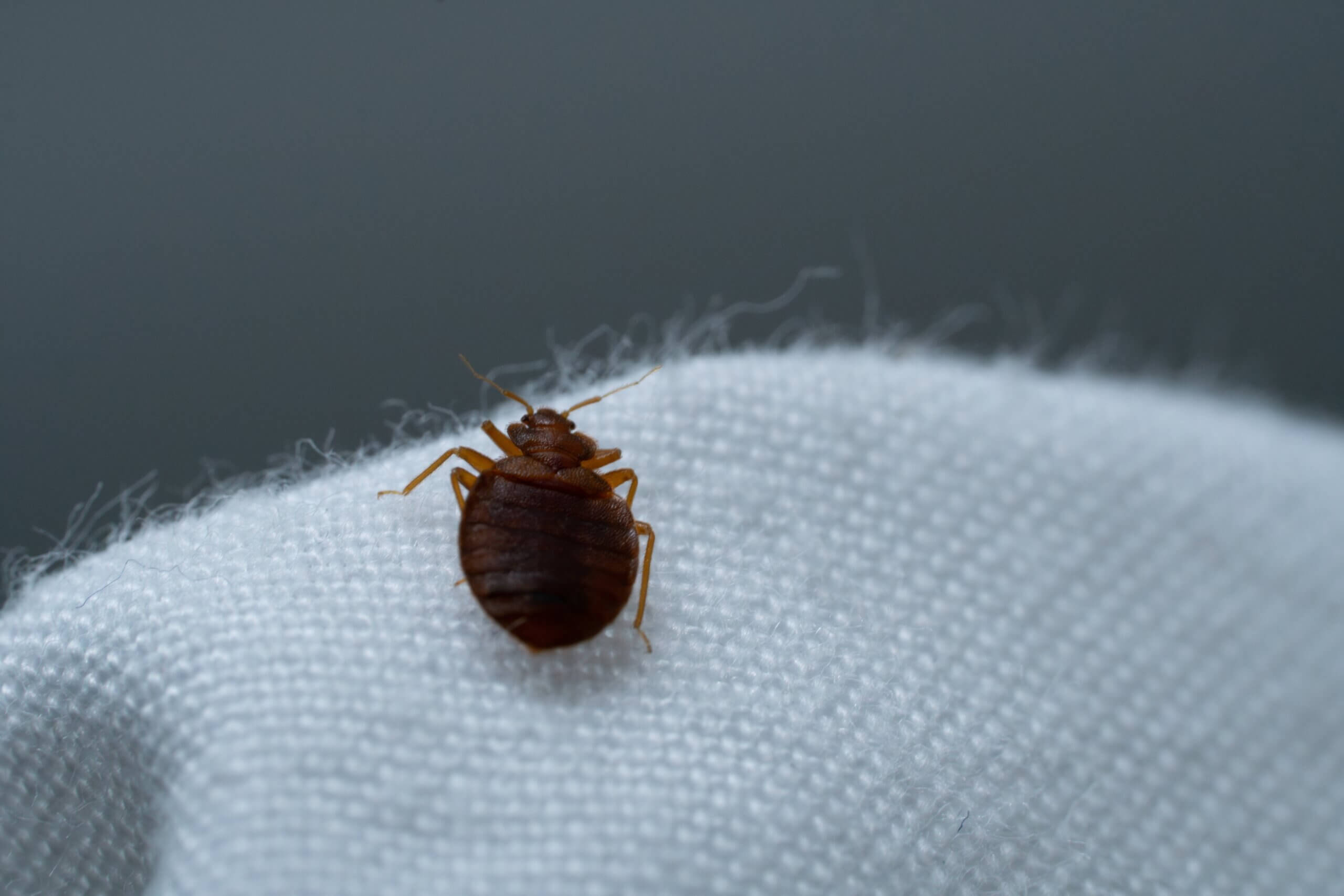 Key Performance Indicators for Bedbug Biocides During Field Test