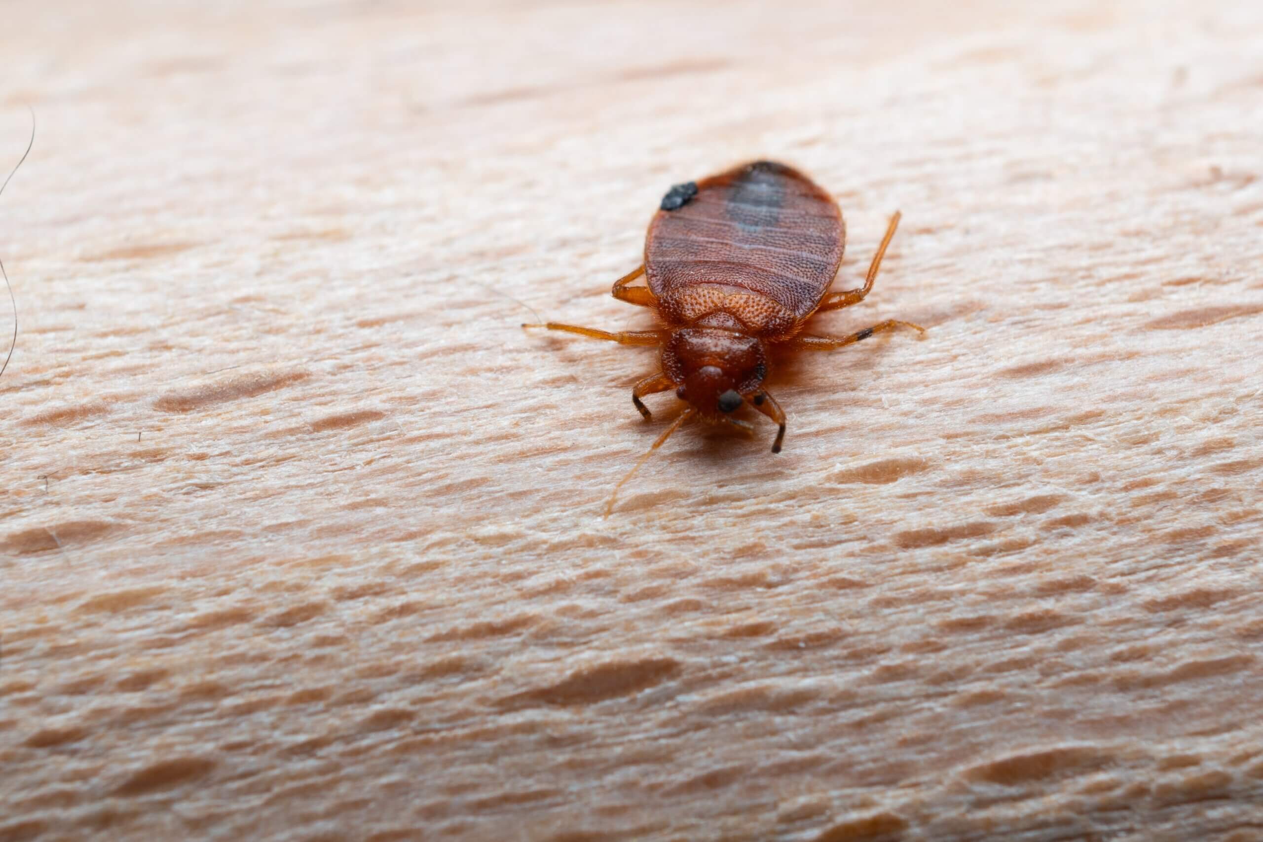 public awareness on bed bugs