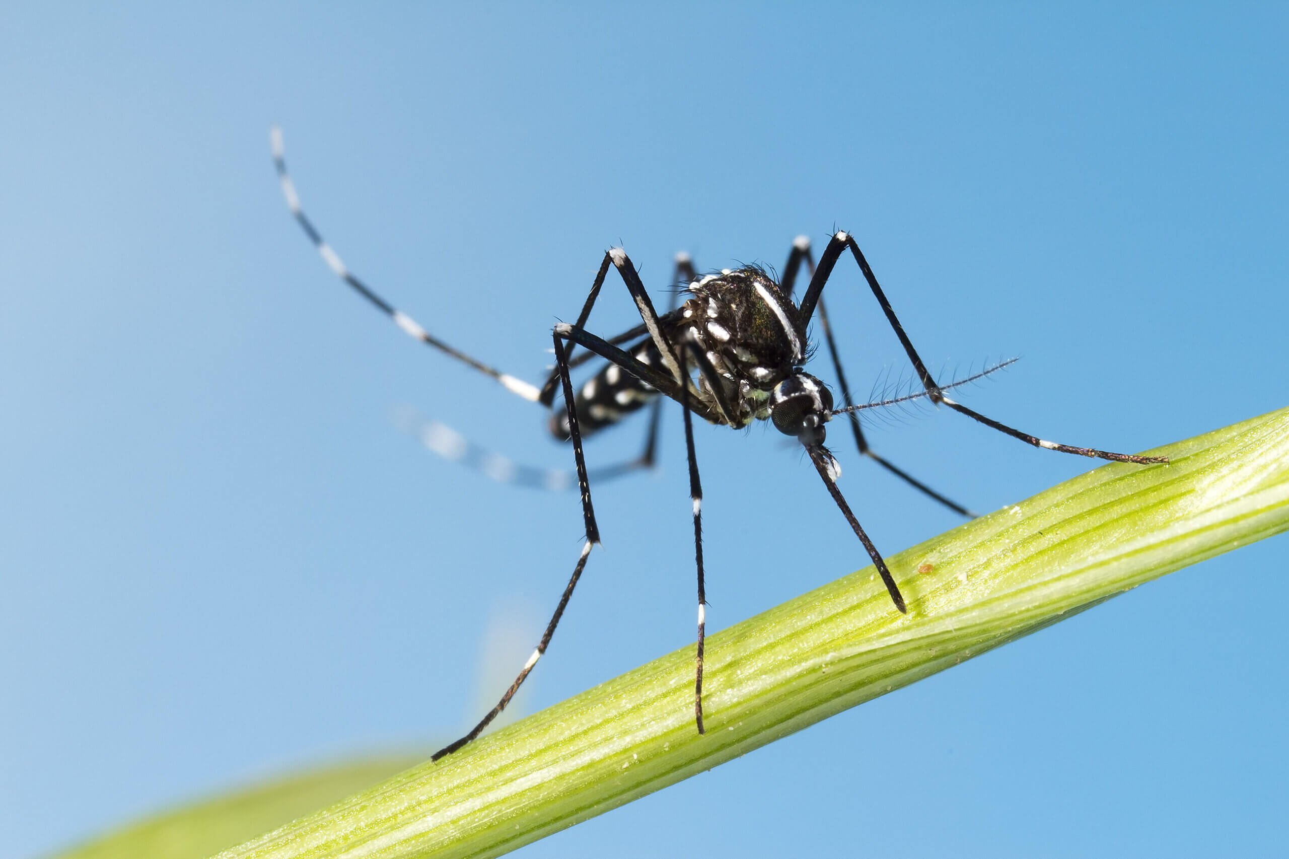 How Climate Change Enhances the Risk of Dengue!