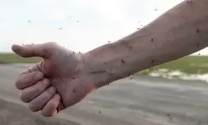 Arm with Mosquitos around