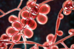 Beyond Bacteria: The Growing Threat of Antifungal Resistance