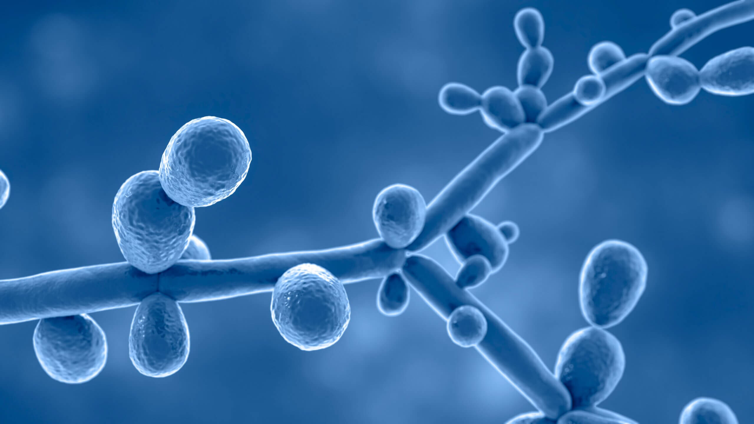 Climate change and fungal infections