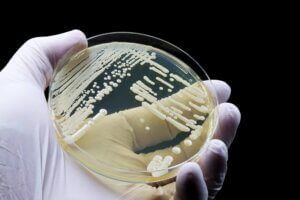 antifungal disinfectant testing against drug-resistant Candida auris